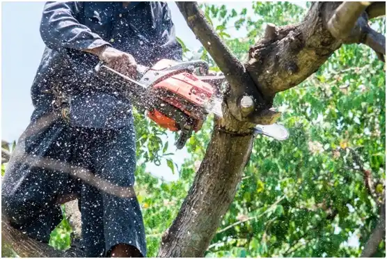 tree services Dellwood